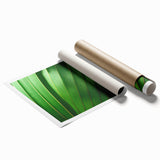 Close-up image of green leaves on a white background, rolled print, suitable for classy bathroom wall art.