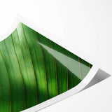 Extra large wall art featuring line art flowers on a rolled print, with a monochrome palette.