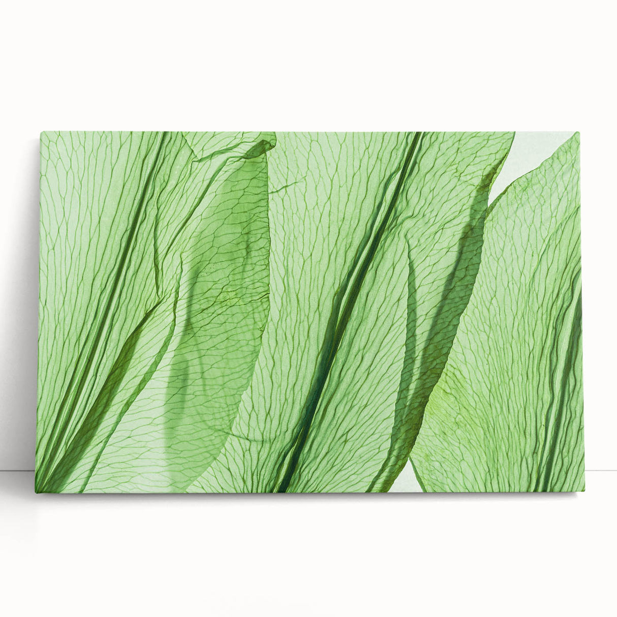 Close-up of leaves in black and white on stretched canvas, ideal for kitchen wall art.