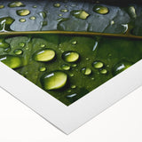 Art deco poster featuring close-up of green leaves on extra large rolled canvas.