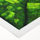 Art deco poster featuring close-up of green leaves on a rolled canvas, suitable for dining room or bathroom wall art.