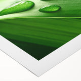 Art deco poster featuring close-up of green leaves on extra large rolled canvas.