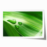 Close-up of green leaves in soft focus, printed on extra large rolled canvas, ideal for dining room or bathroom wall art.
