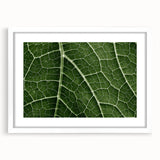 Abstract art print of close-up leaves in muted green and white, framed with a white mat.