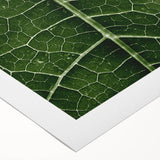 Art deco poster featuring close-up of leaves in muted green and brown tones on rolled canvas.