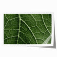 Close-up of green leaves, rolled canvas print in subtle green tones.