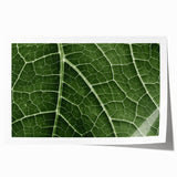 Close-up of green leaves, rolled canvas print in subtle green tones.