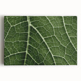 Close-up of leaves in black and white on stretched canvas, ideal for kitchen wall art.