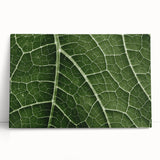 Close-up of leaves in black and white on stretched canvas, ideal for kitchen wall art or bedroom decor.