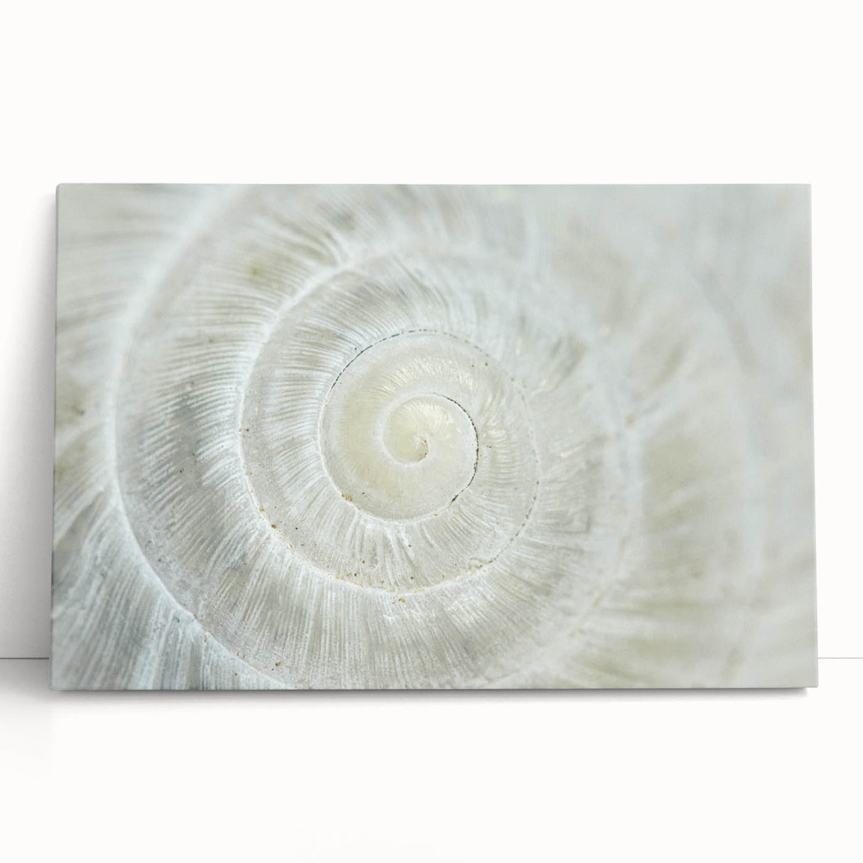 Black and white close-up photo of natural elements on stretched canvas, ideal for kitchen wall art.