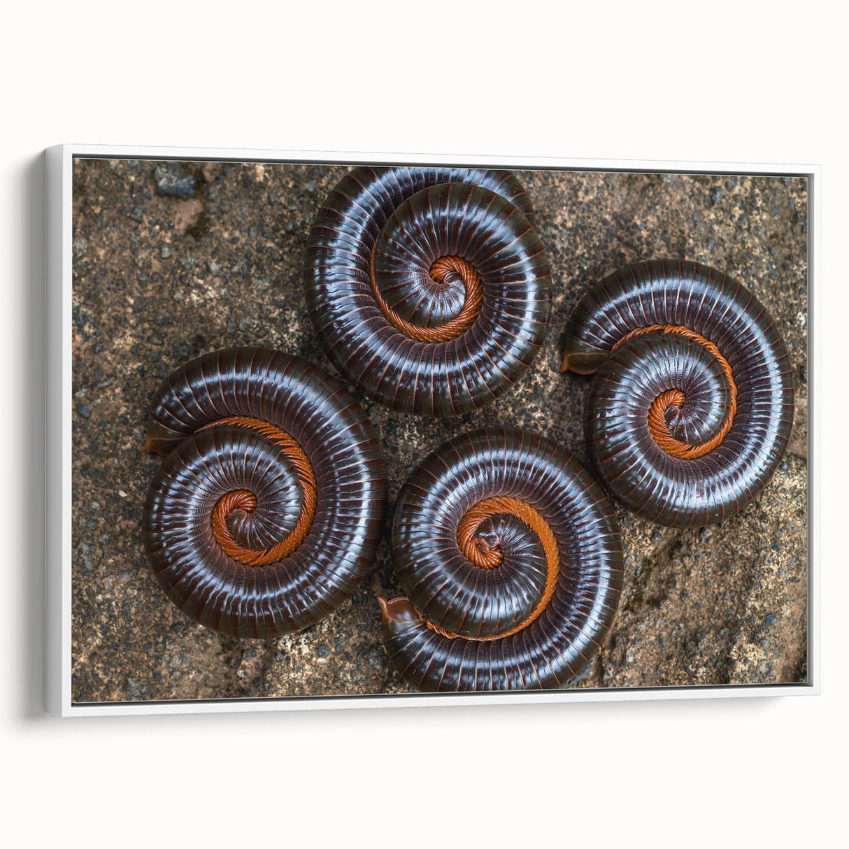 Extra large vintage poster art on framed canvas, featuring colorful natural elements against a black background.