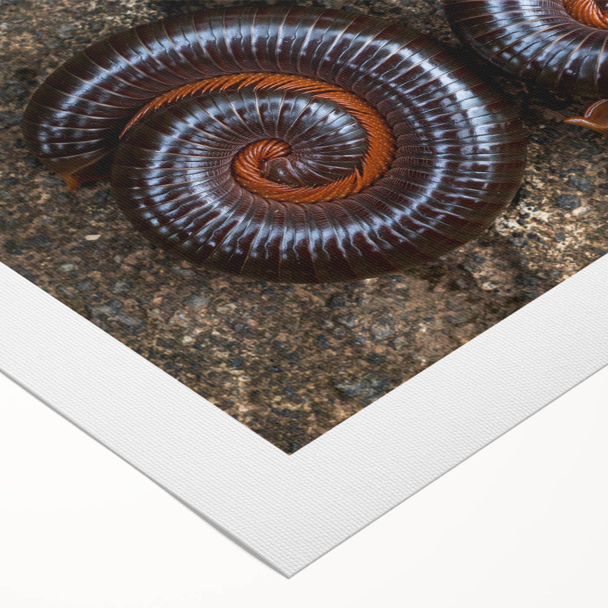 Art deco poster featuring close-up of natural elements in muted earth tones on rolled canvas.