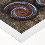 Art deco poster featuring close-up of natural elements in muted earth tones on rolled canvas.
