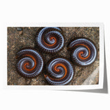 Close-up floral art in soft pastel tones on rolled print, suitable for dining room or bathroom wall decor.