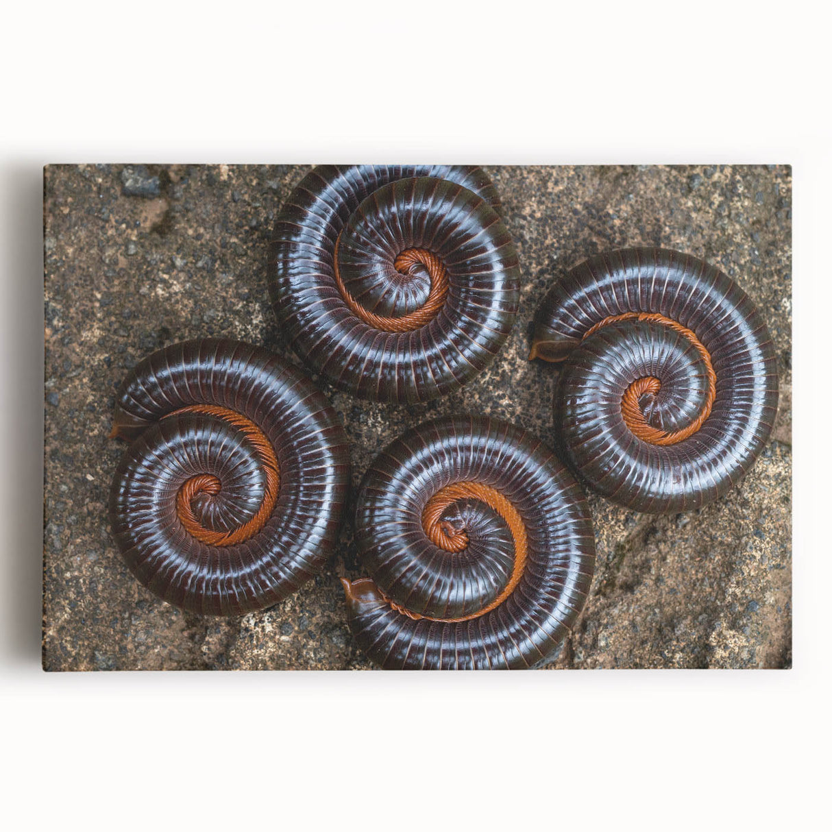 Black and white close-up photo of natural elements on stretched canvas, suitable for kitchen wall art.