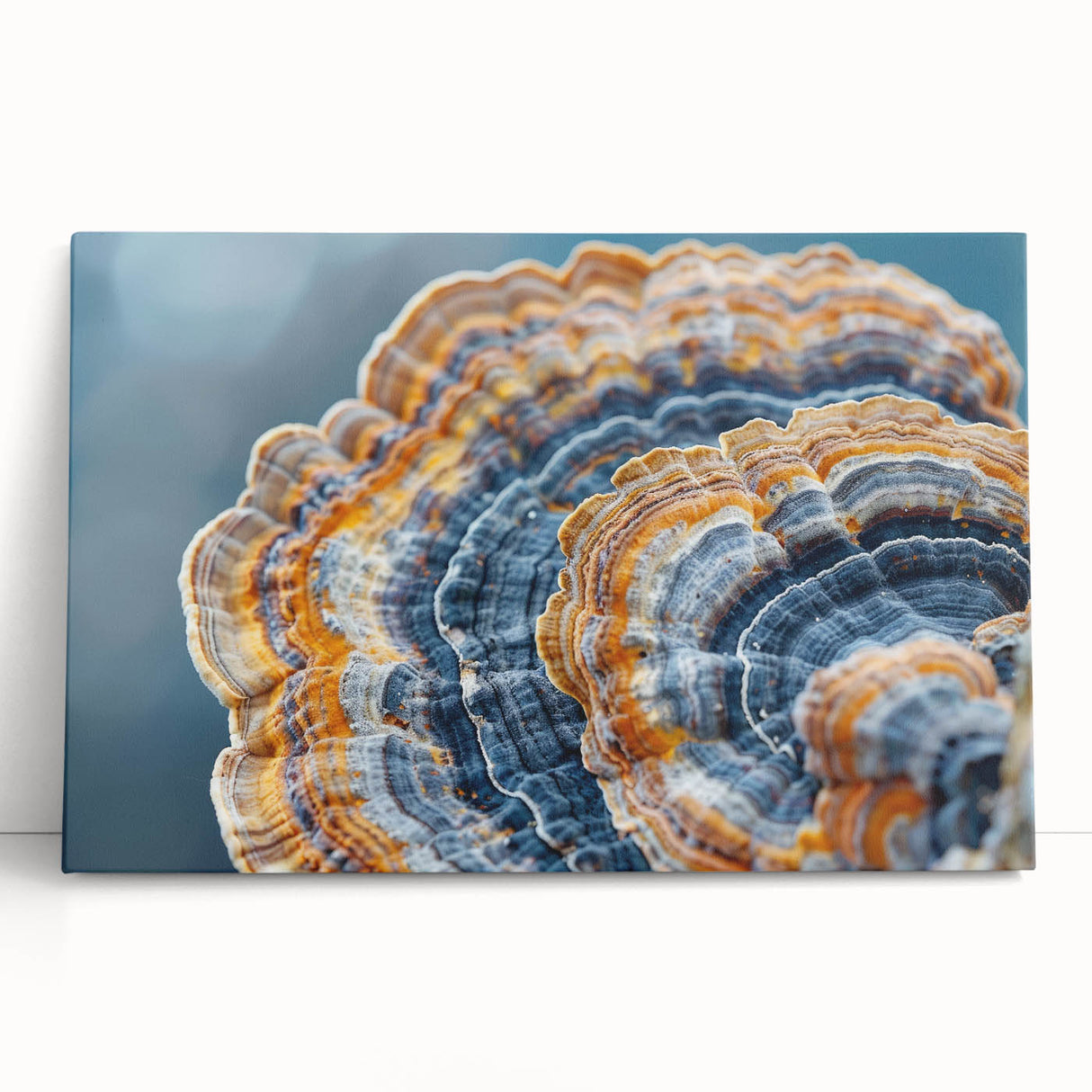 Black and white close-up photo of natural elements on a stretched canvas, ideal for kitchen wall art.