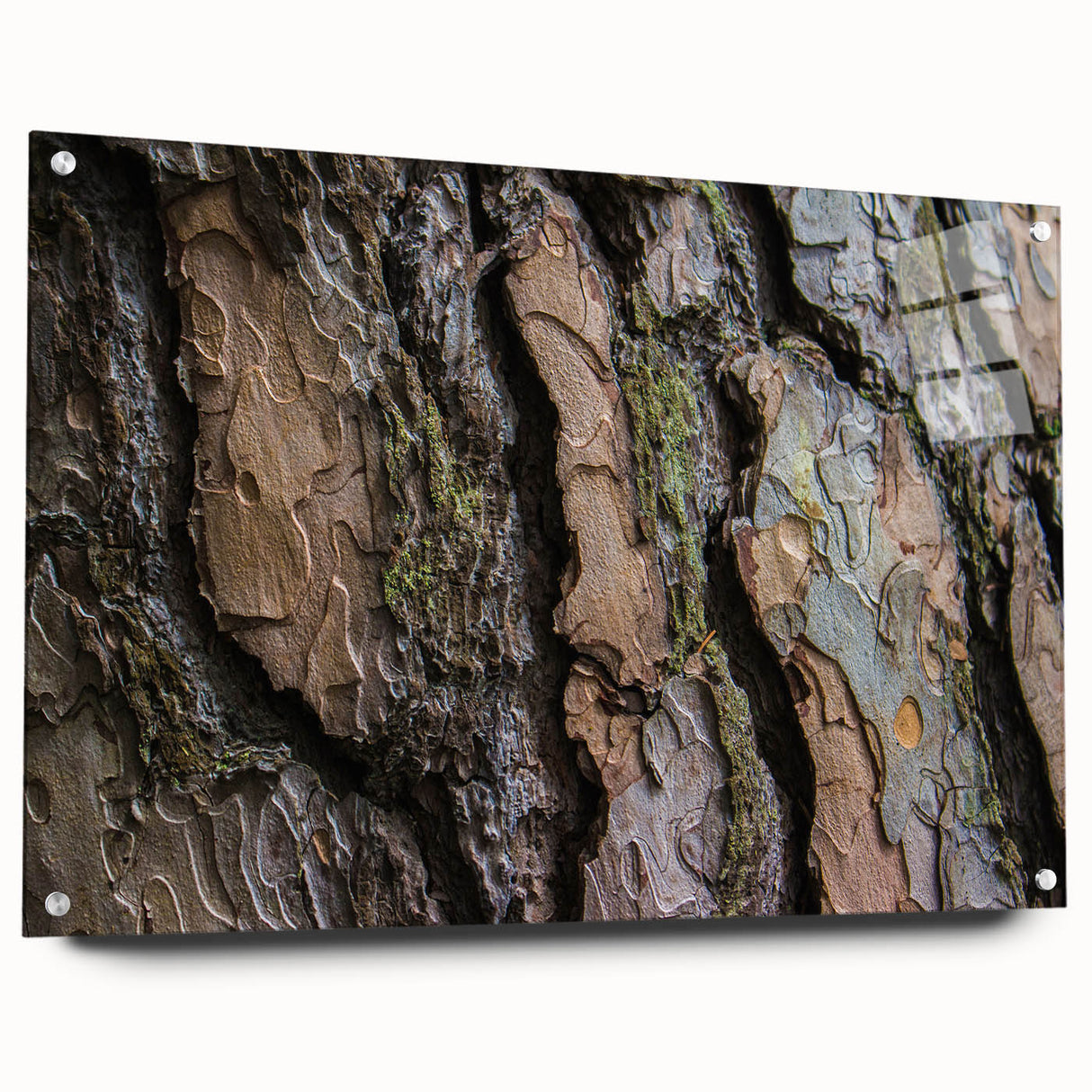 Close-up of tree bark on acrylic glass, featuring detailed textures in earthy tones.
