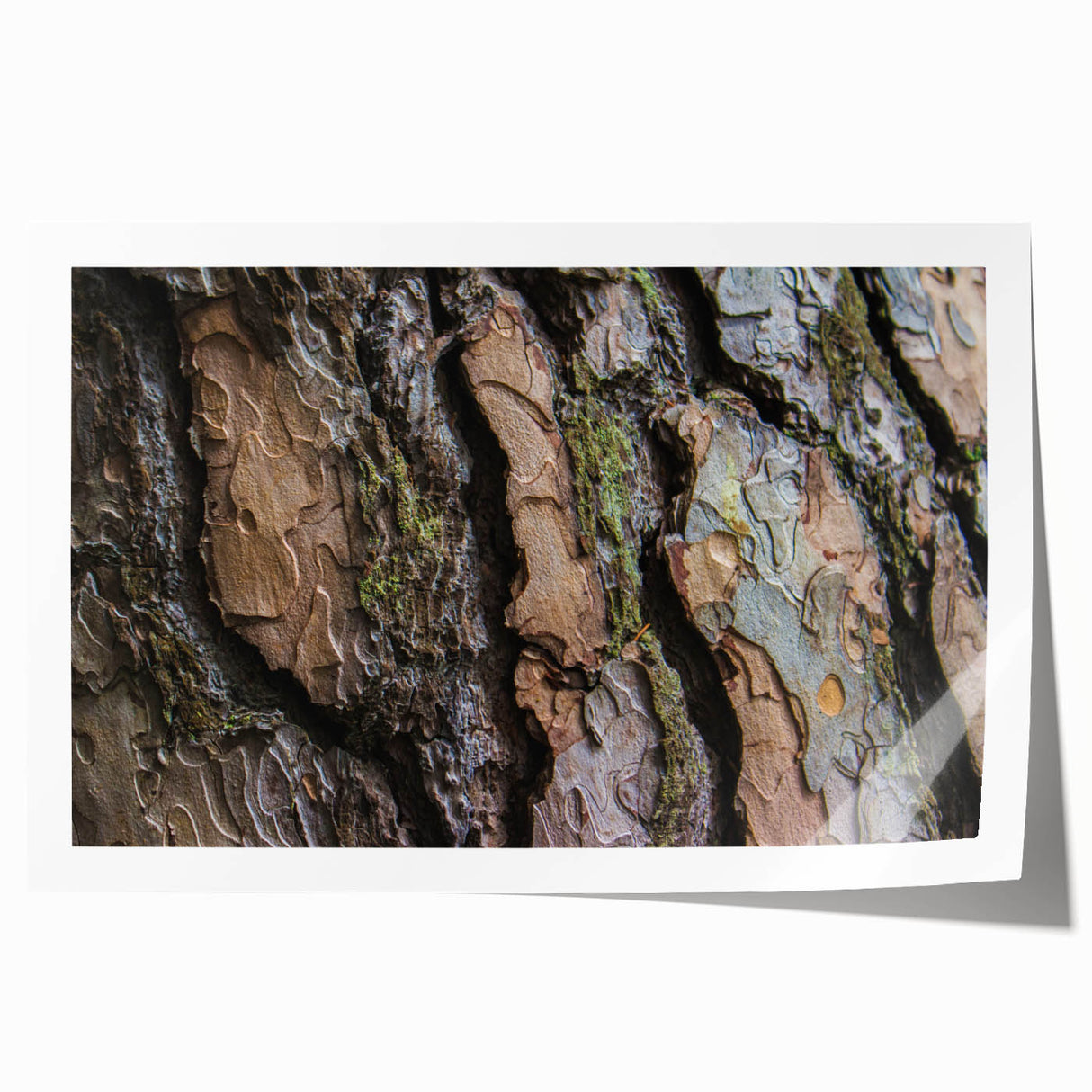 Extra large rolled print of close-up tree branches with green leaves, ideal for art wall dining room or classy bathroom.