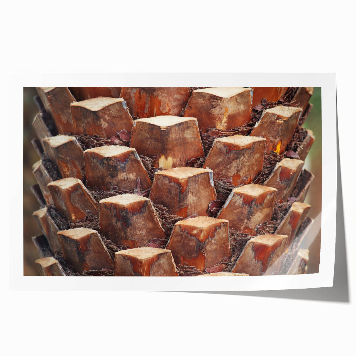 Close-up of tree bark in muted earth tones on a large rolled canvas, ideal for dining room or bathroom wall art.
