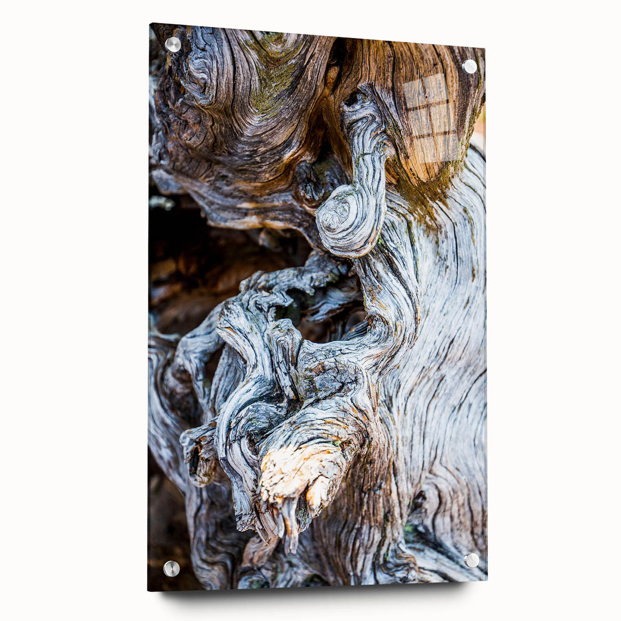 Close-up view of tree bark printed on acrylic glass in earthy brown tones, suitable for bedroom or dining room decor.