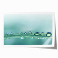 Extra large rolled print featuring close-up water droplets on vibrant green leaves.