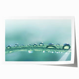 Extra large rolled print featuring close-up water droplets on vibrant green leaves.
