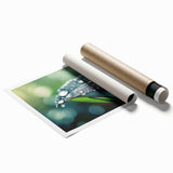Close-up of dew on vibrant green leaves, extra large rolled print, suitable for classy bathroom wall art.