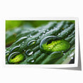 Close-up image of water droplets on vibrant green leaves, printed on a large rolled canvas.