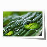 Close-up image of water droplets on vibrant green leaves, printed on a large rolled canvas.