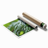 Close-up of dew on vibrant green leaves, extra large rolled print, suitable as classy bathroom wall art.