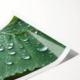 Extra large wall art featuring line art flowers in black on a white background, rolled print format.