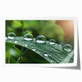 Close-up of water droplets on vibrant green leaves, printed on a large rolled canvas.