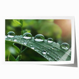 Close-up of water droplets on vibrant green leaves, printed on a large rolled canvas.
