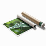 Extra large rolled print of close-up water droplets on vibrant green leaves, suitable for classy bathroom wall art.