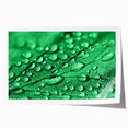 Close-up of water droplets on vibrant green leaves, extra large rolled print, suitable for dining room or bathroom decor.