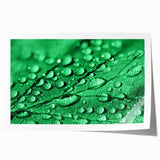 Close-up of water droplets on vibrant green leaves, extra large rolled print, suitable for dining room or bathroom decor.