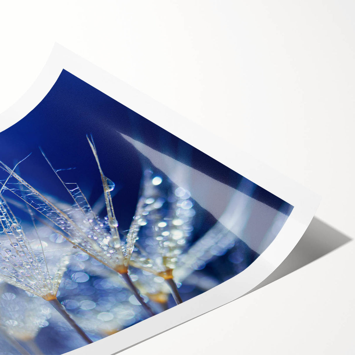 Extra large rolled print featuring line art flowers in monochrome, ideal for large living room wall art.