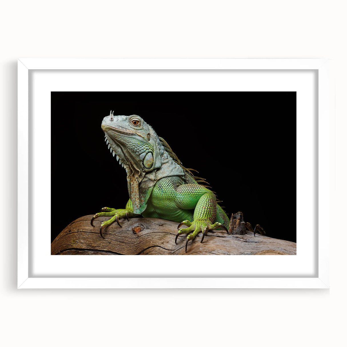 Framed wall art featuring a vibrant reptile lizard design, set in a white mat and frame, perfect for adding a touch of nature-inspired decor to any room.