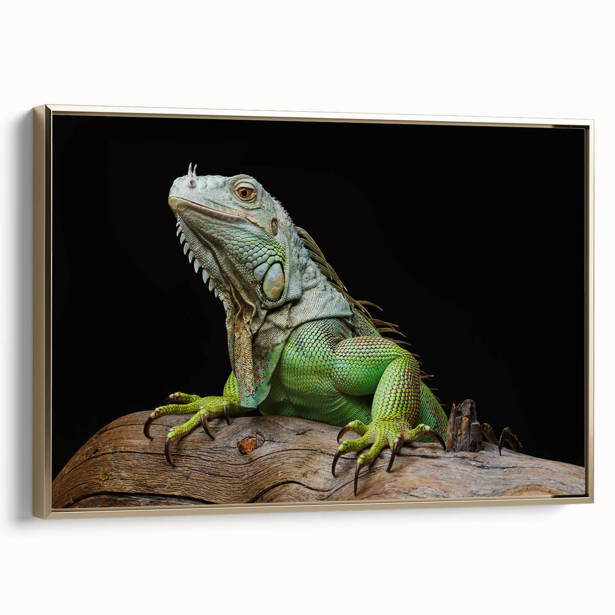 Framed wall art featuring a detailed illustration of a reptile lizard design on a gold background, showcasing vibrant colors and intricate patterns, ideal for animal lovers and modern decor.