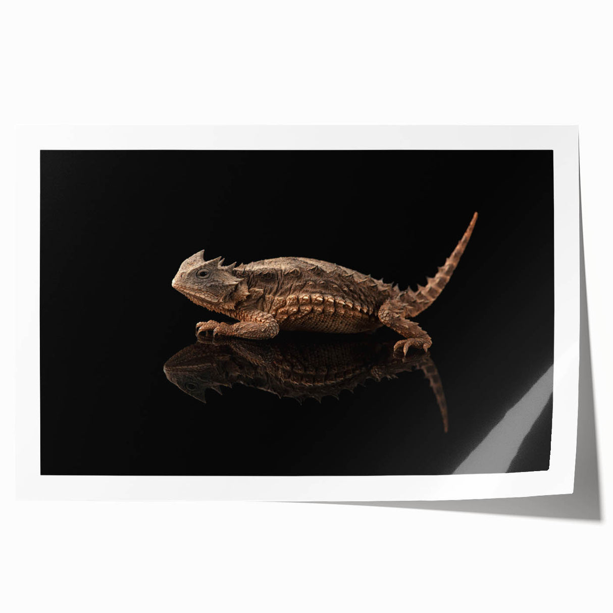 Colorful rolled print showcasing a vibrant reptile and lizard design, perfect for enhancing modern home decor. Ideal for animal lovers and art enthusiasts.