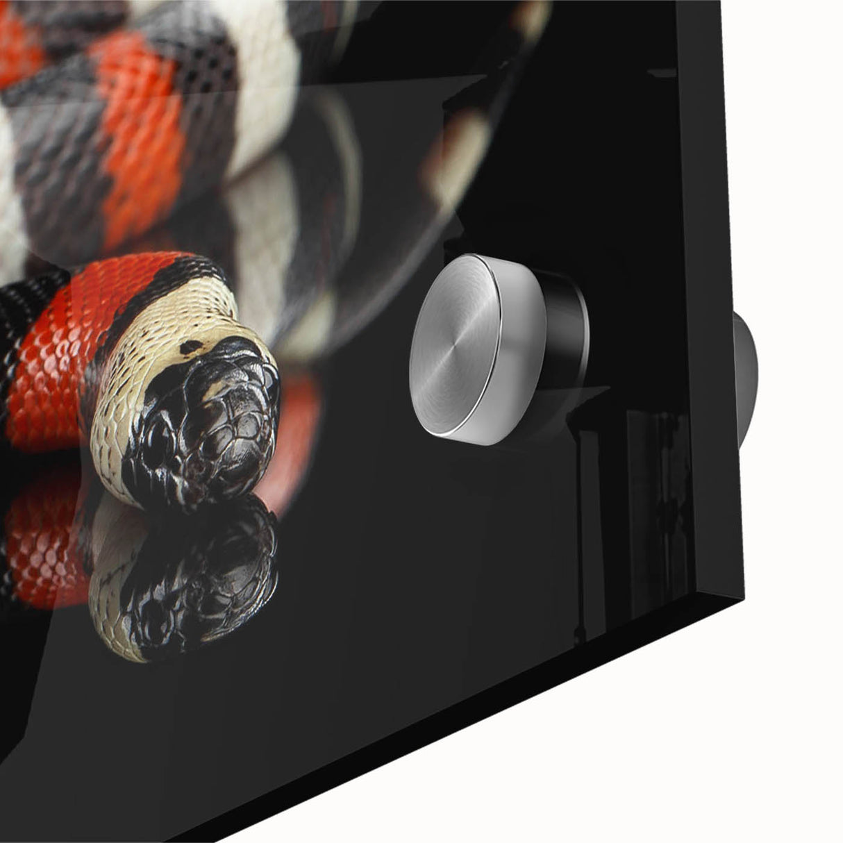 Close-up of a vibrant reptile-themed wall art design showcasing a detailed snake illustration on acrylic glass, perfect for enhancing modern home decor.