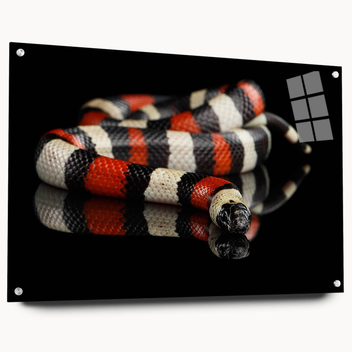 Side view of a sleek acrylic glass wall art piece showcasing a vibrant snake design, elegantly mounted with pins, ideal for reptile enthusiasts' decor.