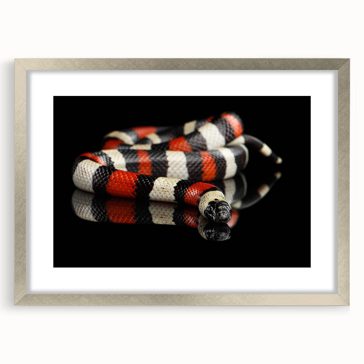 Framed wall art featuring a sleek silver border showcasing a vibrant reptile and snake design, perfect for enhancing contemporary home decor. Ideal for animal lovers and art enthusiasts.
