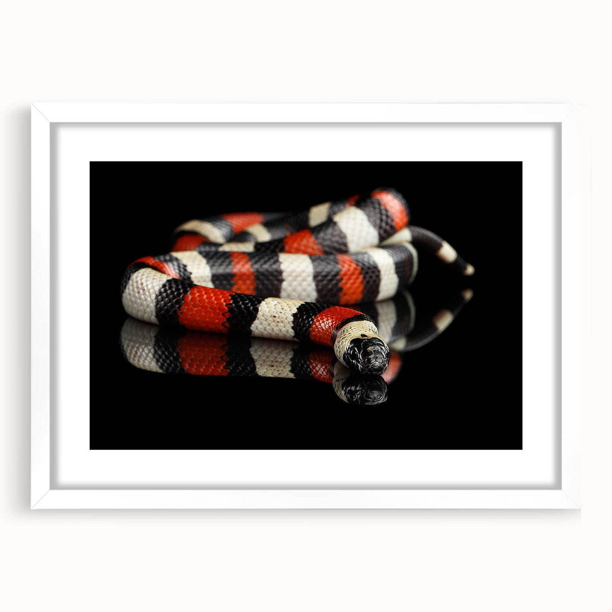 Framed wall art featuring a detailed snake design in vibrant colors, set against a white mat, ideal for reptile lovers and modern decor enthusiasts.