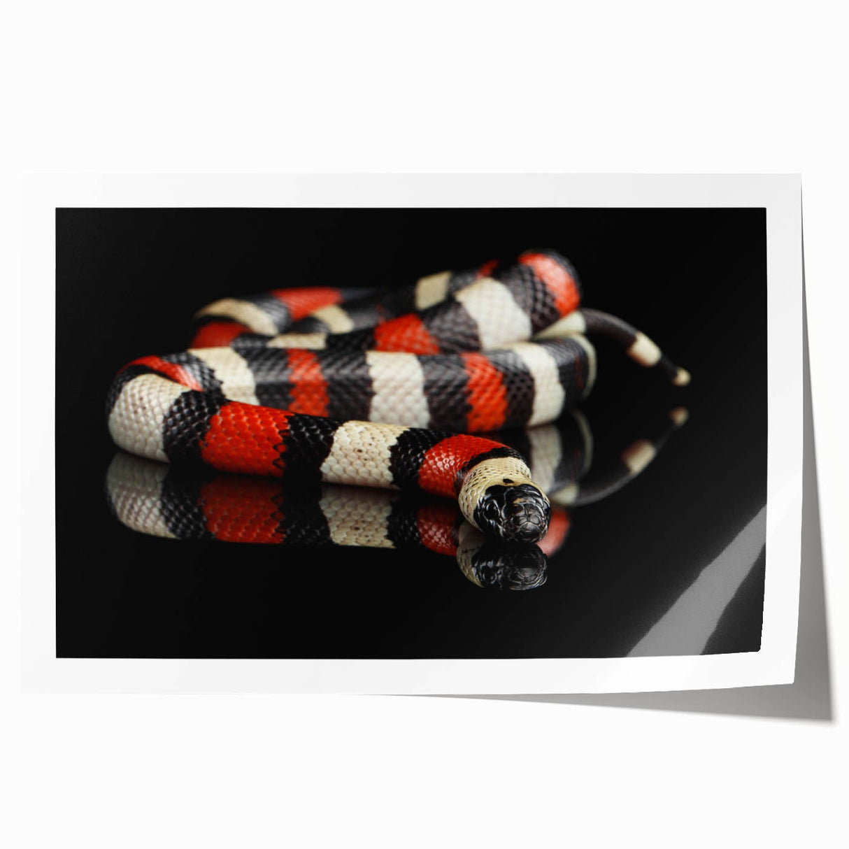 Colorful snake-themed wall art print showcasing vibrant reptile illustrations with intricate details, rolled for easy shipping and display in home decor.
