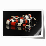 Colorful snake-themed wall art print showcasing vibrant reptile illustrations with intricate details, rolled for easy shipping and display in home decor.