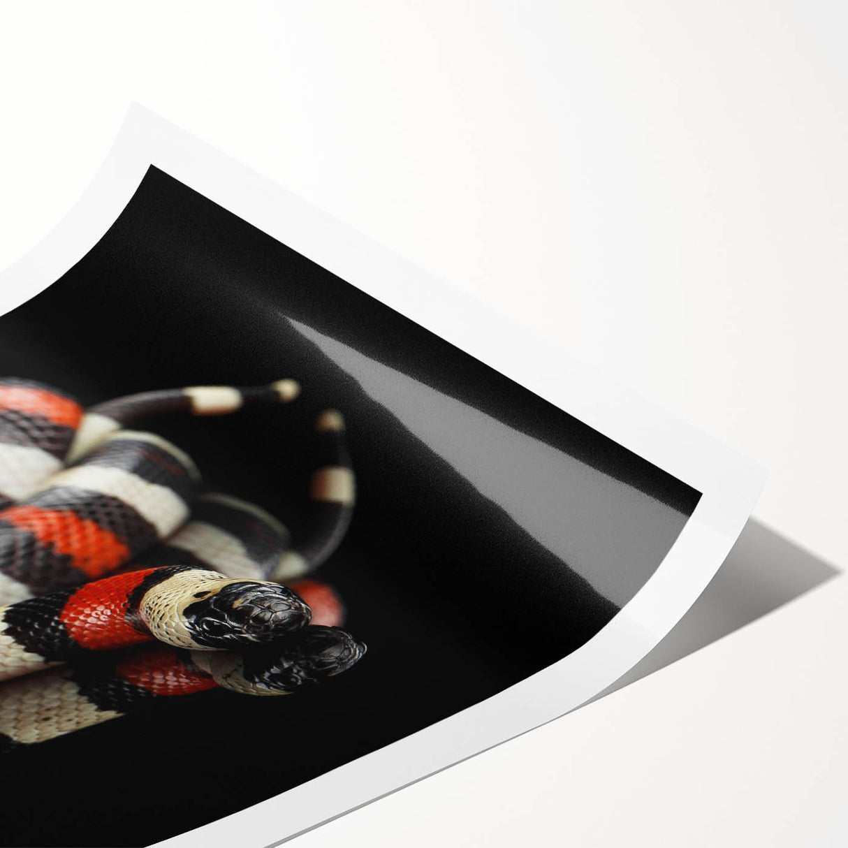 Colorful wall art showcasing a detailed illustration of a snake, featuring intricate designs and vibrant hues, ideal for reptile enthusiasts and modern decor. This rolled print is perfect for adding a unique touch to any room or gallery wall.