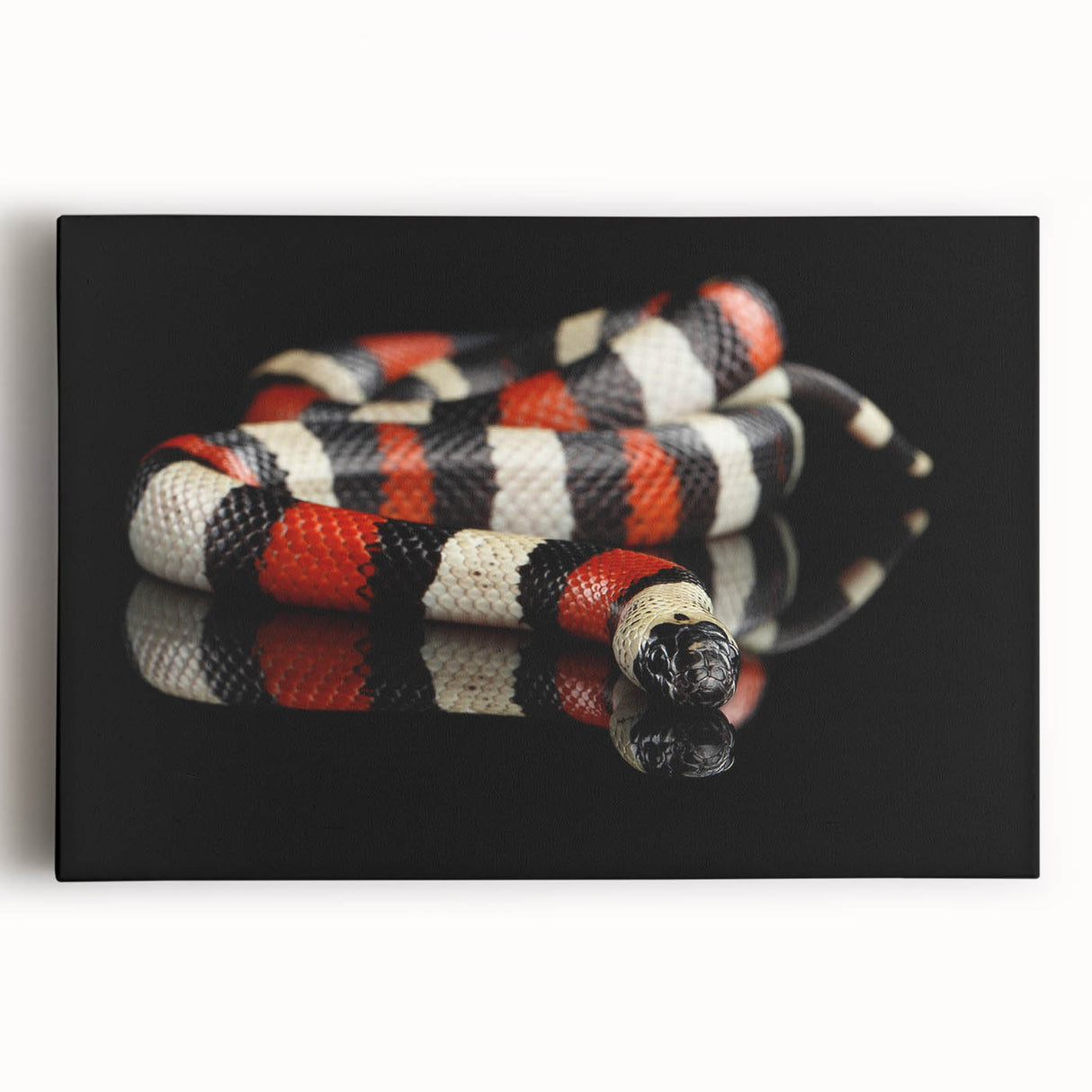 Stretched canvas wall art featuring a striking snake design with vibrant colors, ideal for reptile enthusiasts. Perfect for home decor or wildlife-themed spaces.