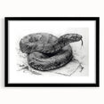 Framed wall art collection featuring a detailed serpent design in vibrant colors, set in a sleek black frame with a white mat, ideal for reptile enthusiasts.