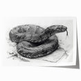 Colorful reptile-themed wall art print showcasing a striking snake design, perfect for adding a vibrant touch to modern interiors. Ideal for reptile lovers and art enthusiasts.